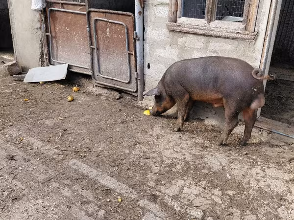 Хряк, Свиньи