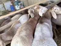Sheep (batch, sex not specified), Arashan sheep — photo 1