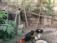 Ducks — Foto 5