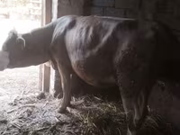 Kuh, Simmental cattle — Foto 4