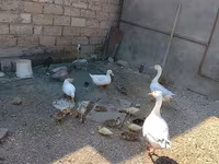 德国北京鸡 — 照片 2