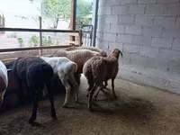 Ovce, Rhon sheep — foto 6
