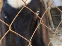 Keçi, Nubian Goat — foto 2