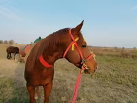 Caballo, Kyrgyz Horse — foto 1