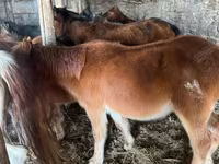 حصان, Mugalzhar horse — الصورة 2