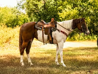 At, American paint horse — foto 2