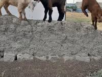 Billy Goat, Goats — photo 4