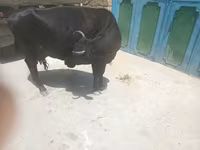 Cow, Cattle — photo 2