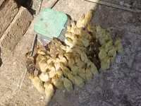 مولارد — الصورة 6