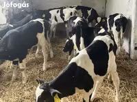 Byk, Russian Black pied cattle — zdjęcie 2