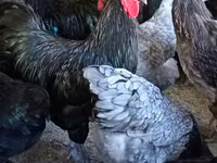 Australian Pit Game fowl — Foto 3