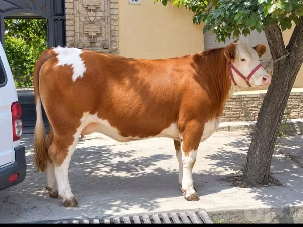 Cow, Simmental cattle