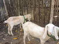 Koza, Nubian Goat — foto 1