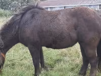 Caballos (lote, sexo no especificado), Shetland Pony — foto 8