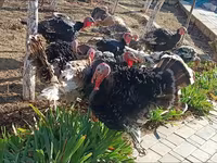 Turkeys — photo 5