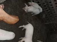 Säue, Schweine — Foto 2