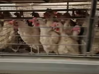 Chickens — الصورة 3