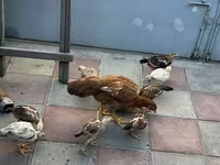 Chickens — photo 6