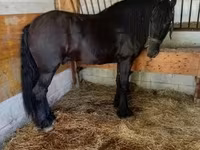Horse (M), Friesian — photo 3