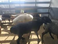 Qoç, Suffolk sheep — foto 7