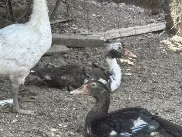 Ducks