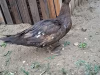 Ev Muskovisi — foto 5