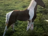 Caballo, Tennessee Walking Horse — foto 4
