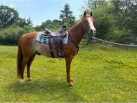 At, Quarter Horse — foto 6
