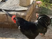 Australorp — foto 2