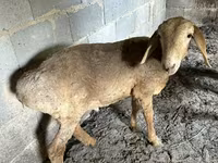 Qoyun, Katum sheep — foto 1