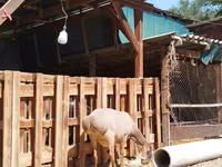 Sheep, Sheep — photo 7