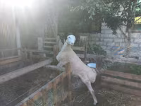 Ram, Sheep — photo 2