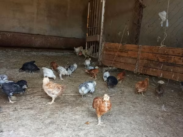 Pekin Bantam