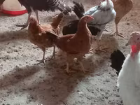 Chickens — foto 2