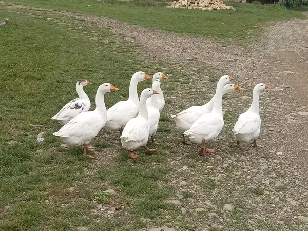 Geese — Azərbaycan