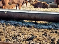 Toro, Ganado vacuno — foto 1