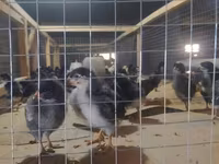 Chickens — photo 3