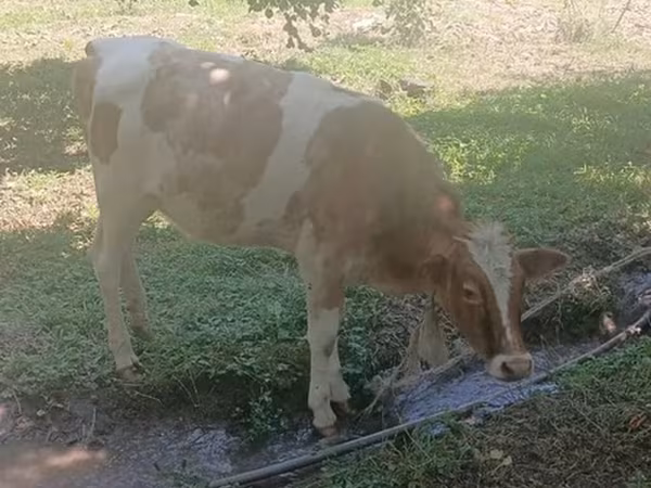 Cow, Cattle — Azerbaijan