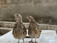 Kral bildirçini — foto 4