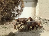 公羊, Sheep — 照片 6