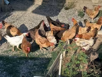 Chickens — 照片 2