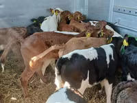 गाय, लिमोज़िन गाय — फ़ोटो 7