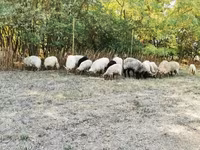 母羊, Racka sheep — 照片 3