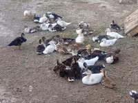 Ducks — photo 1