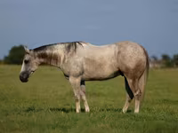 Kůň, Quarter Horse — foto 1