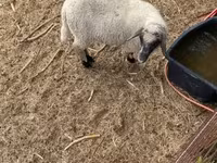 公羊, Tsigai sheep — 照片 6