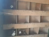 Tecili satilir cidii insan narahat etsin isteyen olsa wap catda — الصورة 4