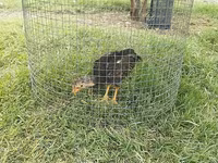Chickens — photo 2