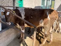 Krava, Simmental cattle — foto 3