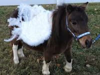 Madyan, Miniature horse — foto 6